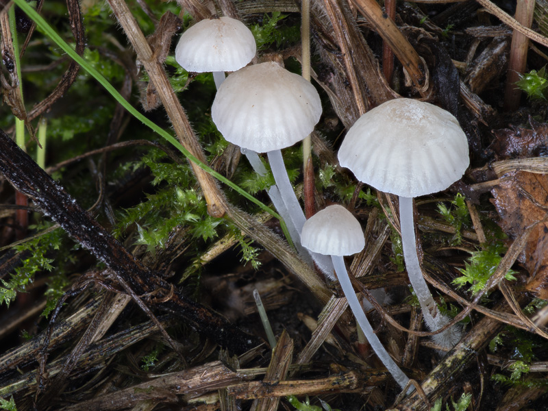 Hemimycena sordida